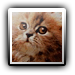 Avatar de cat